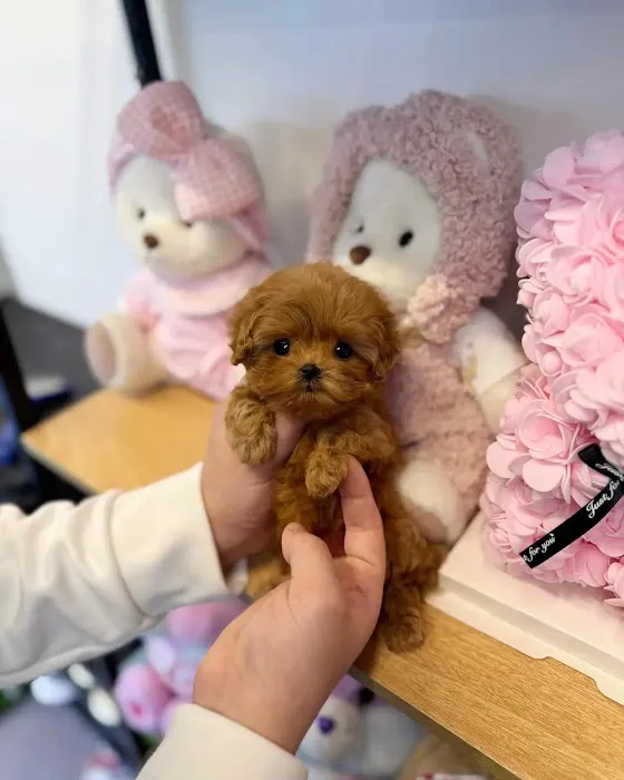 Teacup poodle puppies for sale near me Picture 6