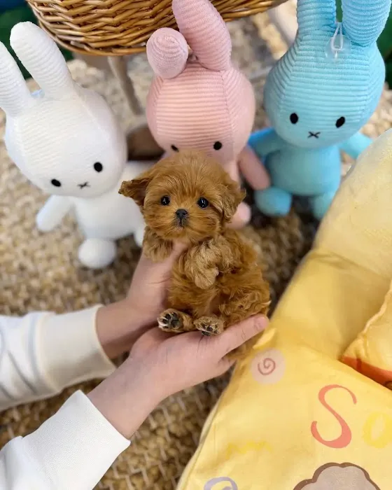 Teacup poodle puppies for sale near me Picture 5