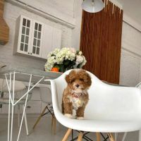 Teacup poodle puppies for sale near me ico