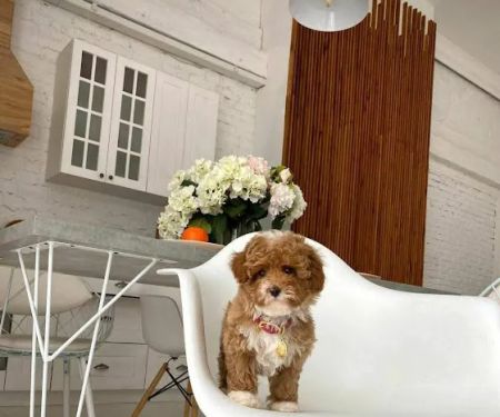 Teacup poodle puppies for sale near me