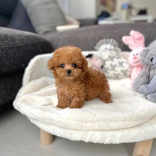 Teacup poodle puppies for sale near me Picture 3