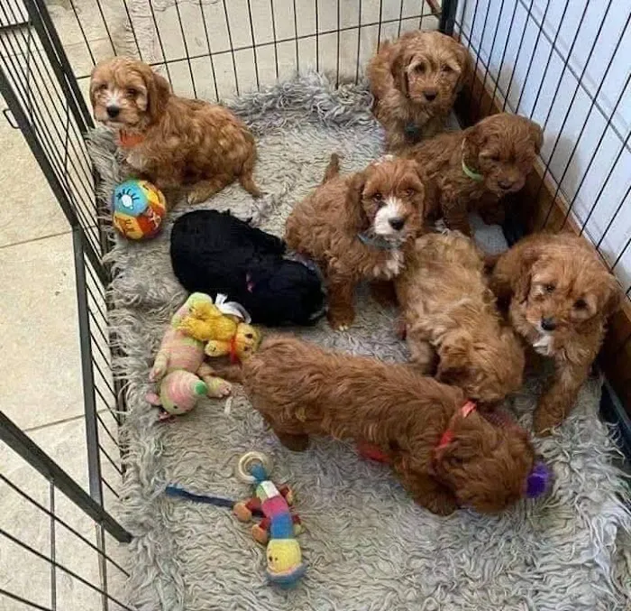 Teacup poodle puppies for sale near me Picture 10