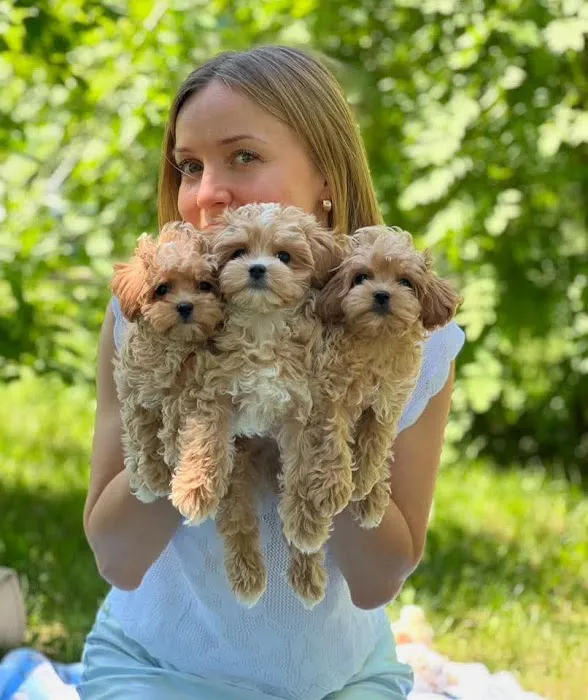 Teacup poodle puppies for sale near me Picture 9