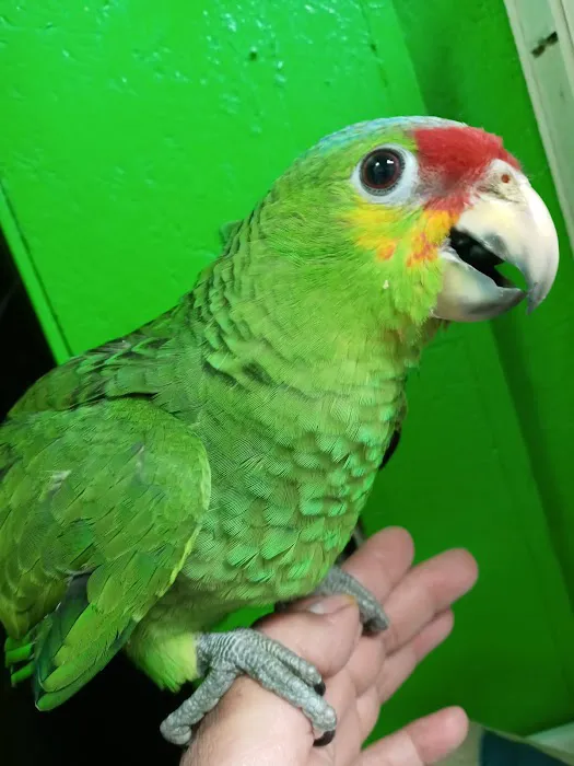La Periquita Petshop Picture 7