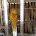 La Periquita Petshop