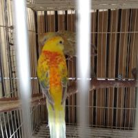 La Periquita Petshop ico