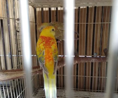 La Periquita Petshop
