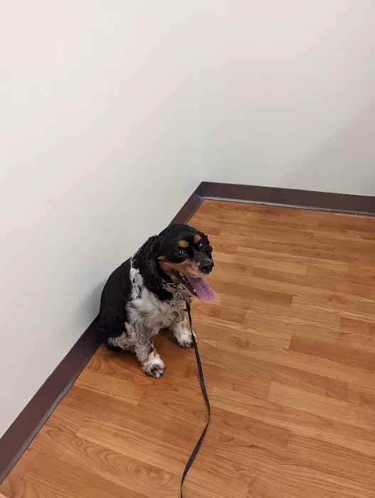 Arlington Animal Hospital Picture 9