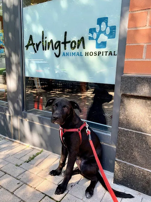 Arlington Animal Hospital Picture 7