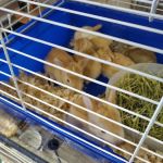 N&J Pet Shop