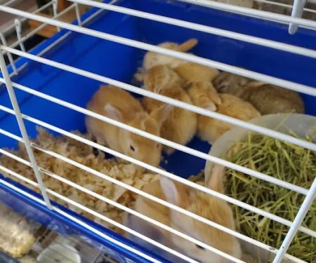 N&J Pet Shop