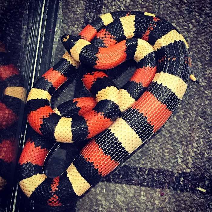N&J Pet Shop Picture 8