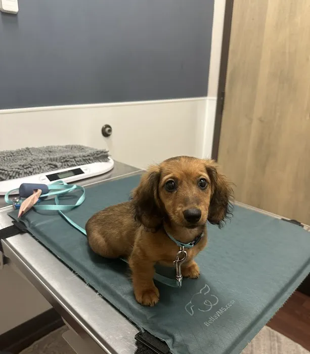 Clarendon Animal Care South Arlington Picture 5