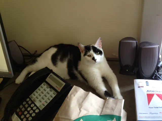 NOVA Cat Clinic Picture 2
