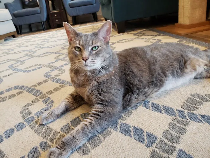 NOVA Cat Clinic Picture 1
