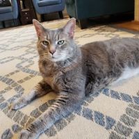 NOVA Cat Clinic ico