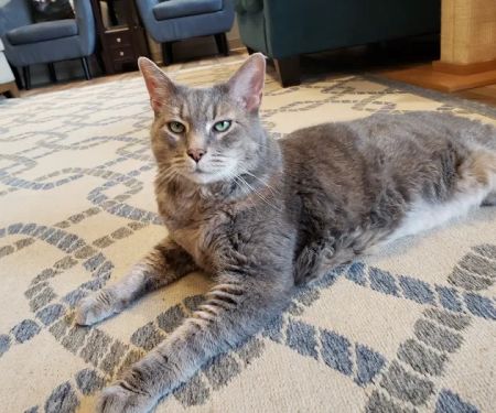 NOVA Cat Clinic