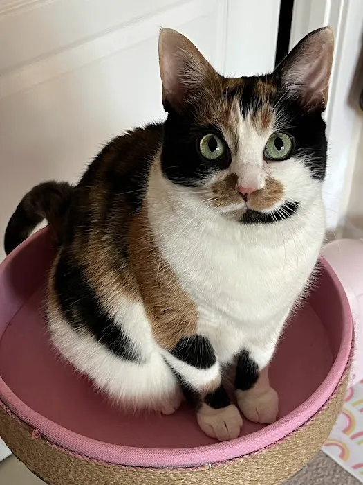 NOVA Cat Clinic Picture 10
