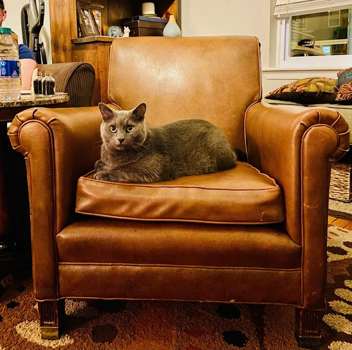 NOVA Cat Clinic Picture 9