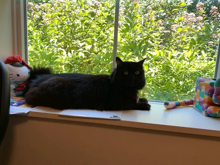 NOVA Cat Clinic Picture 7