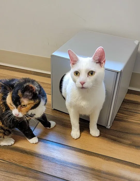 NOVA Cat Clinic Picture 4