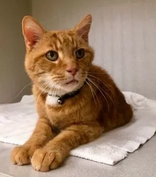 NOVA Cat Clinic Picture 6