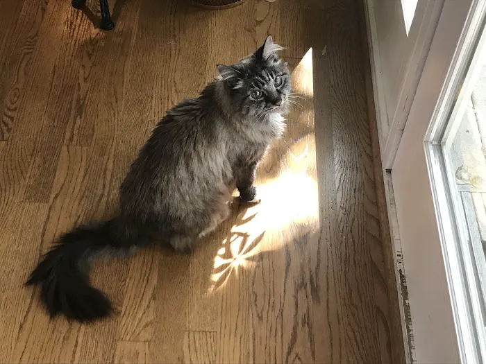 NOVA Cat Clinic Picture 5