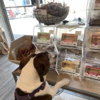 Citi Pawz ico