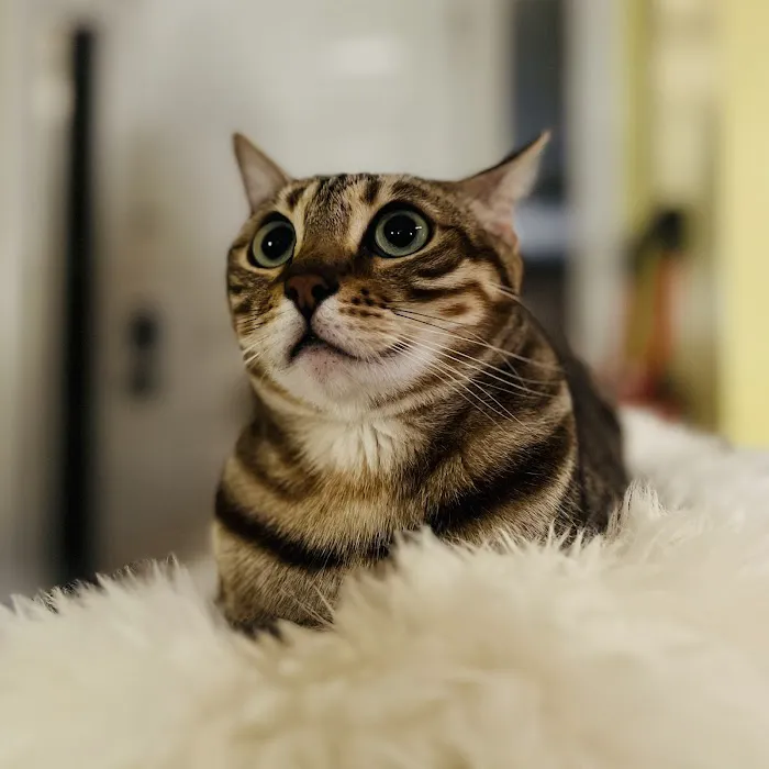 Urgent Animal Care of Arlington Picture 4