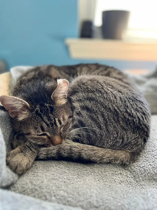 Urgent Animal Care of Arlington Picture 3