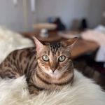 Urgent Animal Care of Arlington