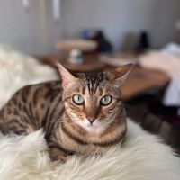 Urgent Animal Care of Arlington ico
