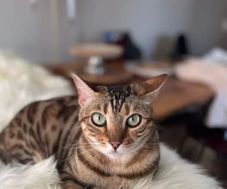 Urgent Animal Care of Arlington