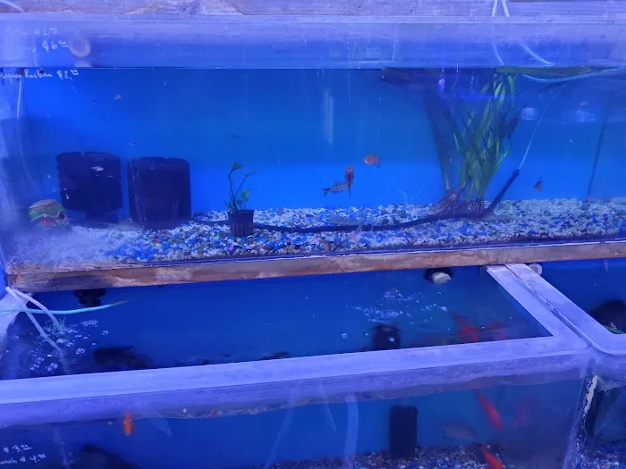 Discount Tropical Fish & Pond Picture 5