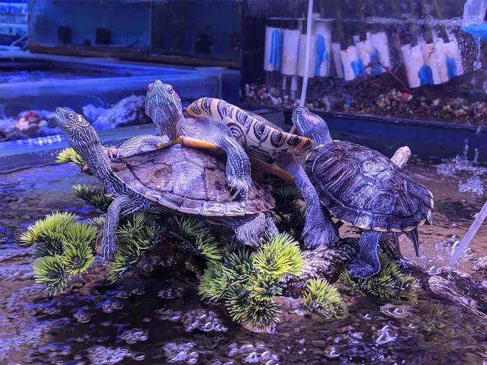 Discount Tropical Fish & Pond Picture 10