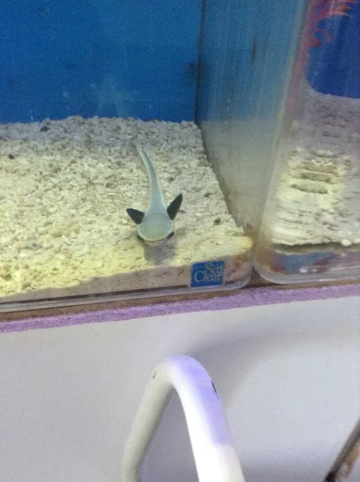 Discount Tropical Fish & Pond Picture 6