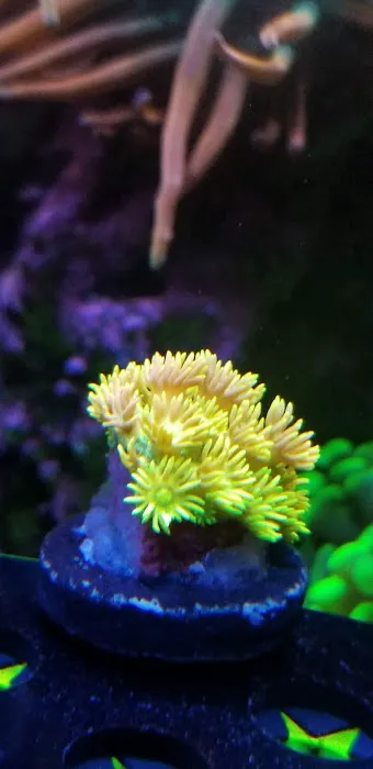 Cali Kid Corals Picture 9
