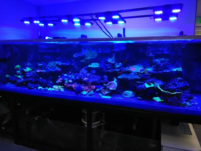Cali Kid Corals Picture 1