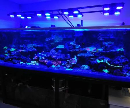 Cali Kid Corals