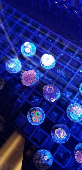 Cali Kid Corals Picture 8