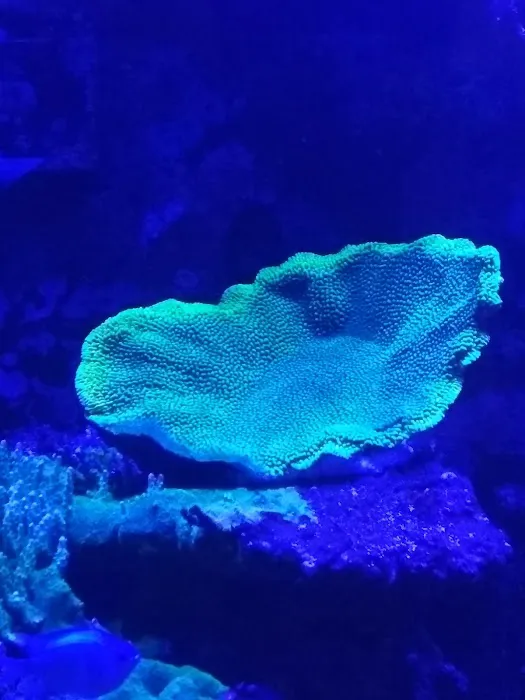 Cali Kid Corals Picture 3