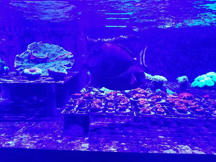 Cali Kid Corals Picture 2