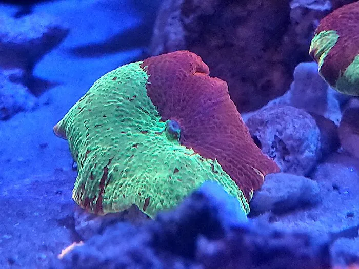 Cali Kid Corals Picture 10