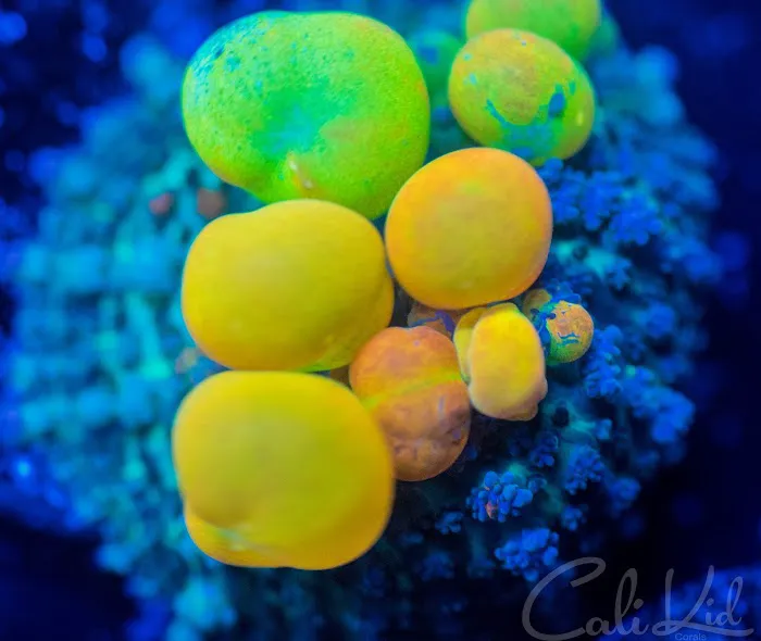 Cali Kid Corals Picture 7