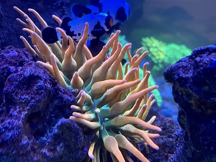 Cali Kid Corals Picture 5