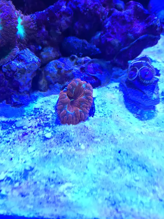 Cali Kid Corals Picture 4