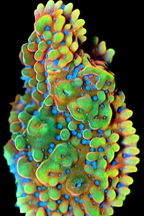Cali Kid Corals Picture 6