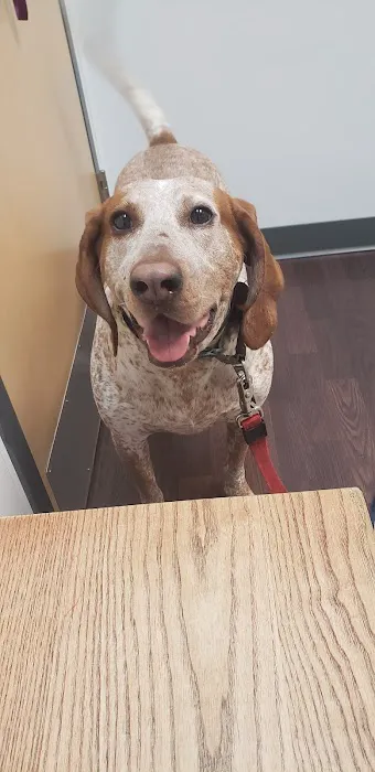 Clarendon Animal Care Picture 9