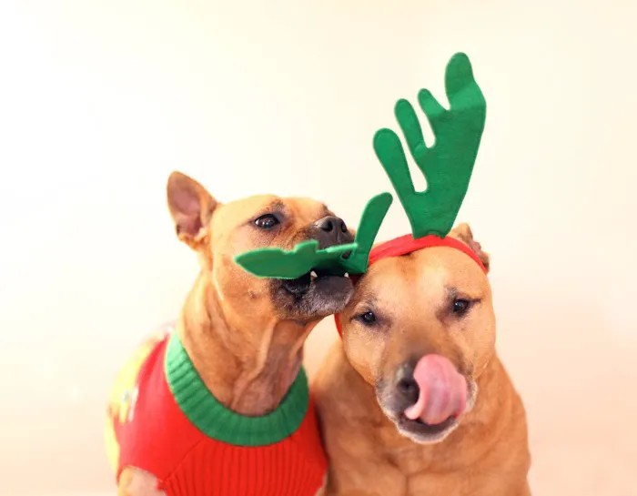 Clarendon Animal Care Picture 3