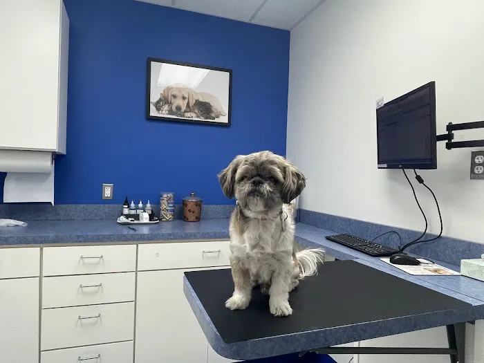Caring Hands Animal Hospital - Clarendon Picture 3